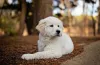 Filhote de Golden Retriever: os treinos podem começar nessa fase