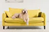 Para o Golden Retriever, qualquer espaço pode virar seu lar