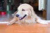 O Golden Retriever é um cachorro grande que envelhece mais rapidamente