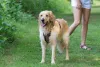 As fotos de Golden Retriever deixam qualquer pessoa fascinada pela sua alegria contagiante