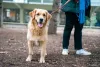 O Golden Retriever não é um cachorro que costuma puxar nos passeios
