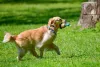 Para o Golden Retriever, um parque de cachorros é sinônimo de diversão