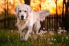 O Golden Retriever ama ter um lugar adequado para brincar e correr