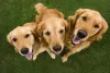 Imagens de Golden Retriever: quanto mais cães, melhor!
