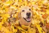 O cachorro Golden Retriever é dotado de um carisma difícil de se ver por aí­