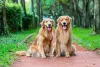 O Golden Retriever precisa ter seus dentes escovados semanalmente