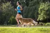Em corridas, o Golden Retriever geralmente tem muita disposição
