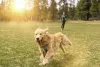 As unhas do Golden Retriever costumam se desgastar naturalmente, mas é bom ficar de olho