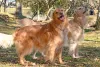Os cães Golden Retriever têm uma convivência harmoniosa