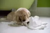 O Golden Retriever filhote deve ser ensinado logo cedo o que é certo ou errado