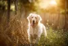 A higiene do Golden Retriever requer alguns cuidados importantes