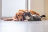 Socializar cachorro Golden Retriever com gatos não é uma tarefa difícil