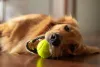 O Golden Retriever é, definitivamente, um dos cães mais simpáticos do mundo!