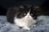 Gato Persa pode ter diferentes cores, como preto e branco