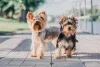 Dois cachorros Yorkshire lado a lado