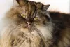 Em algumas fotos do gato Persa parece que ele é emburrado, mas não é verdade