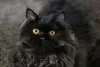 O gato Persa é aquele típico gatinho que vai te seguir pela casa