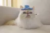 A saúde do gato Persa é um tanto frágil e o animal pode sofrer com alguns problemas