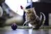 O gato Persa filhote é muito brincalhão e tem picos de atividade durante o dia