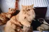 Raça Persa: gato tem uma expectativa de vida de 12 a 17 anos