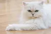 Gato Persa: preço da raça pode chegar a R$ 5 mil