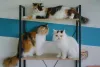 Fotos de gato Persas mostram como esses felinos têm uma convivência harmoniosa