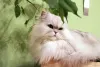 Saúde de gato Persa: raça tem propensão à displasia de quadril