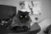 Imagens de gato Persa sempre mostram o animal deitado ou descansando