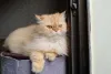 A raça de gato Persa precisa ter os dentes escovados semanalmente para evitar o tártaro