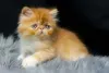 O gato Persa filhote deve ficar próximo da mãe nos dois primeiros meses de vida