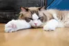 Gato Persa: preguiça é praticamente o sobrenome da raça