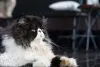Para originar o gato Persa, raça foi cruzada com o gato Angorá