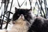 Um cuidado com gato Persa - e outros felinos - é telar as janelas e outros ambientes da casa
