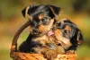 Dois filhotes de Yorkshire em cestinha