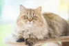 Quem vê fotos de gato Persa logo se encanta pela aparência fofinha do gato