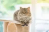 Cuidar do gato Persa não é difícil, mas exige visitas regulares ao veterinário