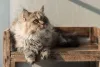 Persa: gato pode ser tosado se tiver pelos muito densos, especialmente no verão