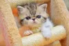 Filhote de gato Persa: brinquedos e brincadeiras devem fazer parte da rotina