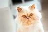 A tosa de gato Persa deve ser avaliada pelo tutor