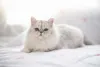 O gato Persa costuma conviver bem com crianças no geral