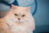 Apesar de comunicativo, gato Persa não tem o hábito de miar muito