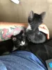 Adotar gatos irmãos permite a criação de vínculos com mais facilidade