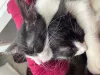 Adotar filhotes de gato irmãos torna a adaptação nos primeiros dias muito mais fácil