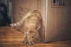 Brinquedos para gatos: gatos amam explorar caixas. Corte um local para entrada e saída e pronto!