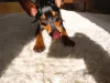Pinscher 0: uma fofura em miniatura!