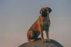 O cachorro Boerboel tem cerca de 70 cm de altura