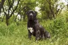 O Boerboel é um cão muito pesado, chegando a pesar 95 Kg