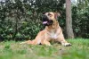 A raça Boerboel é de origem africana