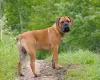 O cachorro da raça Boerboel é brincalhão e precisa de uma boa rotina de exercícios
