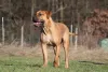 O Boerboel é muito afetuoso e carinhoso com sua família